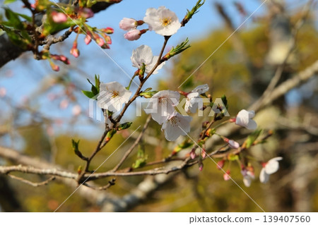 Young leaves and flowers around Hashigui-iwa, Wakayama Prefecture Young leaves and flowers around Hashigui-iwa, Wakayama Prefecture 139407560