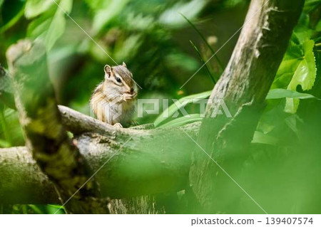 A chipmunk eating in a tree: a cute portrait surrounded by fresh greenery. A chipmunk eating in a tree: a cute portrait surrounded by fresh greenery. 139407574
