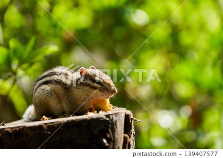 A chipmunk eating on a tree stump; a beautiful nature portrait with the bokeh of fresh green leaves. A chipmunk eating on a tree stump; a beautiful nature portrait with the bokeh of fresh green leaves. 139407577