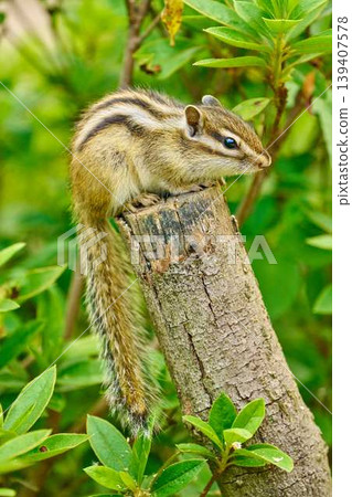 A chipmunk relaxing on a tree stump; a vertical portrait featuring its long tail. A chipmunk relaxing on a tree stump; a vertical portrait featuring its long tail. 139407578