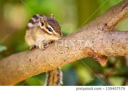 A chipmunk walking on a branch: A cute portrait of a chipmunk in nature. A chipmunk walking on a branch: A cute portrait of a chipmunk in nature. 139407579
