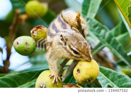 Chipmunk eating loquats: A cute mealtime scene with early summer fruit. Chipmunk eating loquats: A cute mealtime scene with early summer fruit. 139407582