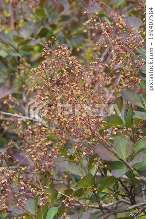 Smoke tree flowers, April 2026 Smoke tree flowers, April 2026 139407584