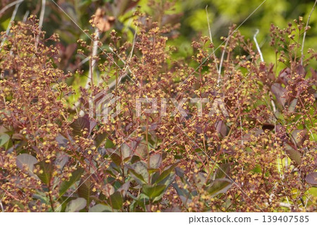 Smoke tree flowers, April 2026 139407585