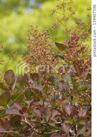 Smoke tree flowers, April 2026 Smoke tree flowers, April 2026 139407586