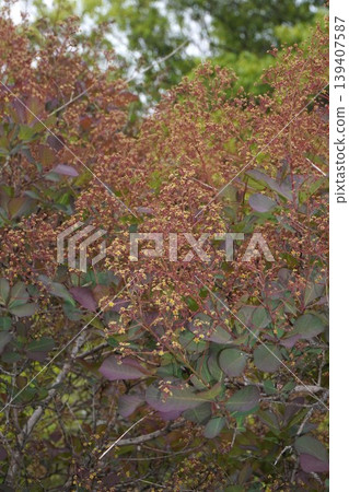 Smoke tree flowers, April 2026 Smoke tree flowers, April 2026 139407587