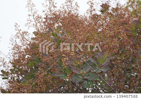 煙樹花，2026年4月 139407588