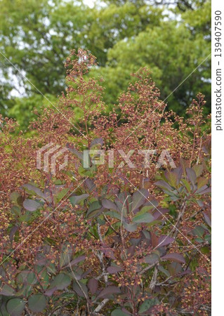 煙樹花,2026年4月 煙樹花,2026年4月 139407590