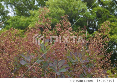 Smoke tree flowers, April 2026 139407591