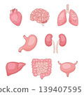 internal organ set 139407595