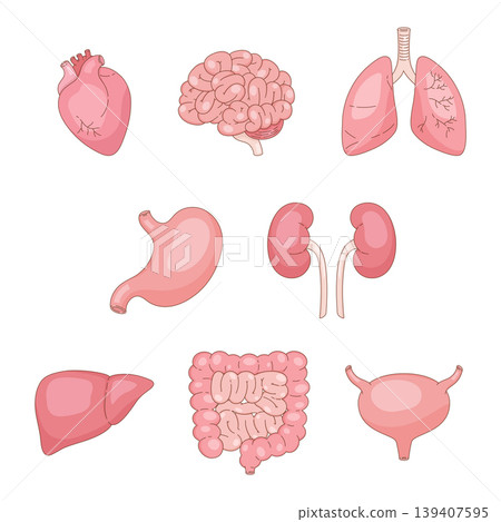 internal organ set internal organ set 139407595