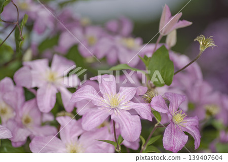 粉紅色的鐵線蓮花開了。品種名稱是布茹伯爵夫人(Comtesse de Bujou)。 粉紅色的鐵線蓮花開了。品種名稱是布茹伯爵夫人(Comtesse de Bujou)。 139407604