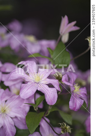粉紅色的鐵線蓮花開了。品種名稱是布茹伯爵夫人(Comtesse de Bujou)。 粉紅色的鐵線蓮花開了。品種名稱是布茹伯爵夫人(Comtesse de Bujou)。 139407605