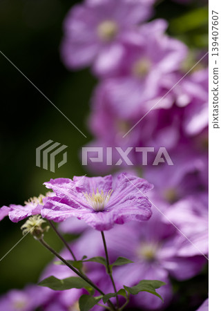 Pink clematis flowers are in bloom. The variety name is Comtesse de Bujou. Pink clematis flowers are in bloom. The variety name is Comtesse de Bujou. 139407607