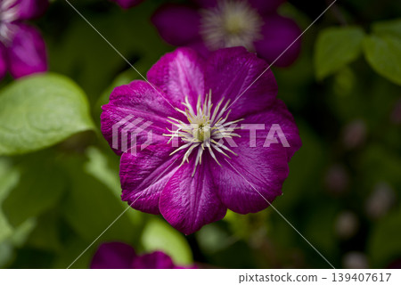 紅紫色的鐵線蓮花正在盛開。品種名稱是 Bildrion。 139407617