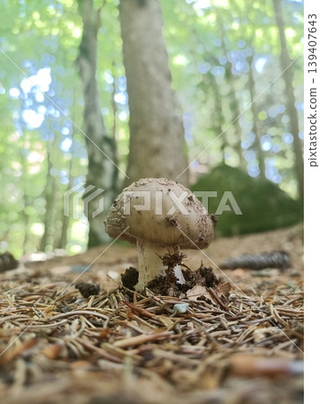 Amanita mushrooms found in the forest, Italy Amanita mushrooms found in the forest, Italy 139407643