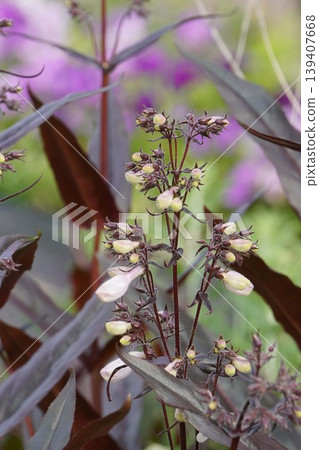 Campanula punctata - April 2026 Campanula punctata - April 2026 139407668