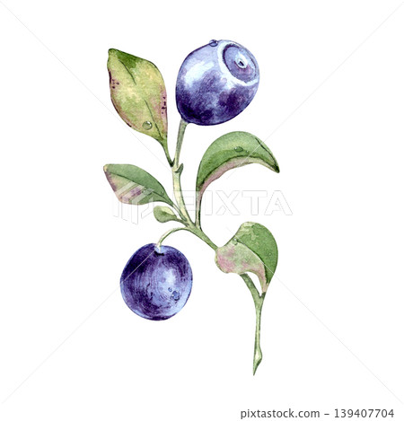 Watercolor illustration of two fresh bilberries on branch with green leaf isolated. Hand drawn botanical art of blueberry for organic product design. European blueberry with dew drops drawing. Watercolor illustration of two fresh bilberries on branch with green leaf isolated. Hand drawn botanical art of blueberry for organic product design. European blueberry with dew drops drawing. 139407704