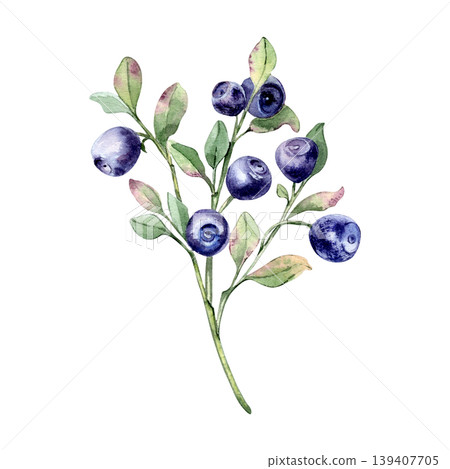 Blueberry branch with green leaves hand painted in watercolor isolated. Realistic botanical illustration of forest berry. Bilberry organic food drawing for wedding invitation, menu and summer design. Blueberry branch with green leaves hand painted in watercolor isolated. Realistic botanical illustration of forest berry. Bilberry organic food drawing for wedding invitation, menu and summer design. 139407705