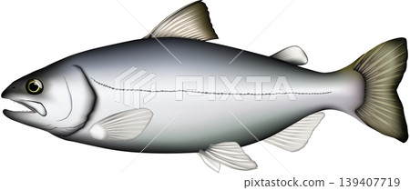 魚類插圖：「皋月鱒魚」（Amago trout，海鱒），向量格式，白色背景上的單條魚。 139407719