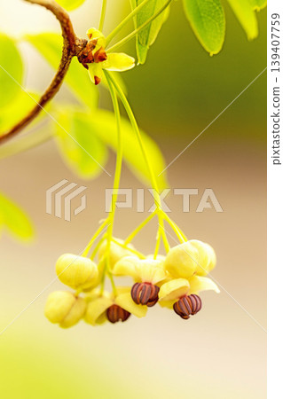 The wildflowers around the house, a variety of seasons, are blooming in the spring sunlight, with the small, climbing akebia flowers swaying in the breeze in the grove of trees. 139407759
