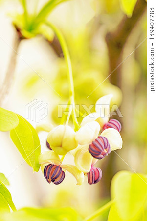 The wildflowers around the house, a variety of seasons, are blooming in the spring sunlight, with the small, climbing akebia flowers swaying in the breeze in the grove of trees. The wildflowers around the house, a variety of seasons, are blooming in the spring sunlight, with the small, climbing akebia flowers swaying in the breeze in the grove of trees. 139407783