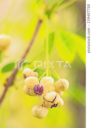 The wildflowers around the house, a variety of seasons, are blooming in the spring sunlight, with the small, climbing akebia flowers swaying in the breeze in the grove of trees. The wildflowers around the house, a variety of seasons, are blooming in the spring sunlight, with the small, climbing akebia flowers swaying in the breeze in the grove of trees. 139407788