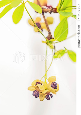 The wildflowers around the house, a variety of seasons, are blooming in the spring sunlight, with the small, climbing akebia flowers swaying in the breeze in the grove of trees. 139407792