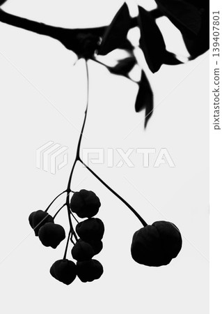 The wildflowers around the house, a variety of seasons, are blooming in the spring sunlight, with the small, climbing akebia flowers swaying in the breeze in the grove of trees. 139407801