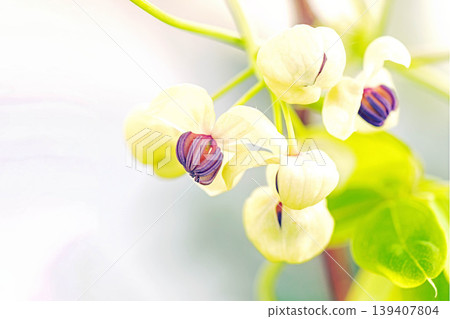The wildflowers around the house, a variety of seasons, are blooming in the spring sunlight, with the small, climbing akebia flowers swaying in the breeze in the grove of trees. 139407804