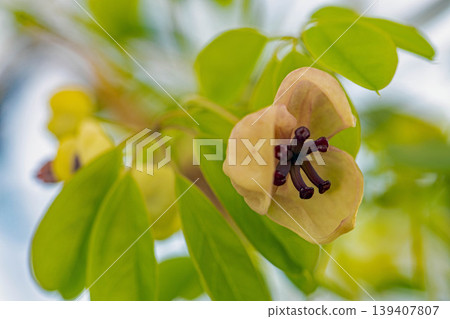 The wildflowers around the house, a variety of seasons, are blooming in the spring sunlight, with the small, climbing akebia flowers swaying in the breeze in the grove of trees. 139407807