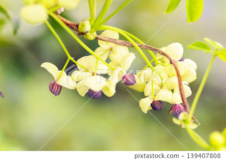 The wildflowers around the house, a variety of seasons, are blooming in the spring sunlight, with the small, climbing akebia flowers swaying in the breeze in the grove of trees. 139407808