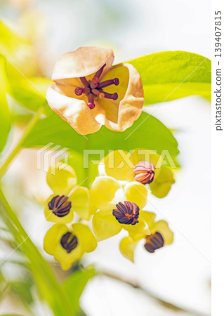 The wildflowers around the house, a variety of seasons, are blooming in the spring sunlight, with the small, climbing akebia flowers swaying in the breeze in the grove of trees. The wildflowers around the house, a variety of seasons, are blooming in the spring sunlight, with the small, climbing akebia flowers swaying in the breeze in the grove of trees. 139407815