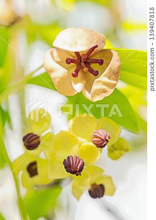 The wildflowers around the house, a variety of seasons, are blooming in the spring sunlight, with the small, climbing akebia flowers swaying in the breeze in the grove of trees. The wildflowers around the house, a variety of seasons, are blooming in the spring sunlight, with the small, climbing akebia flowers swaying in the breeze in the grove of trees. 139407818