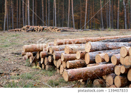 Trunks of big old pine trees near the cut forest. Logging in the old pine forest  139407833