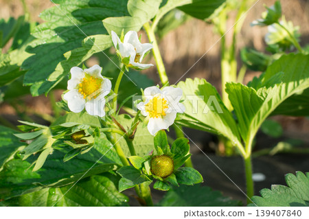 Strawberry flowers on the sun Strawberry flowers on the sun 139407840