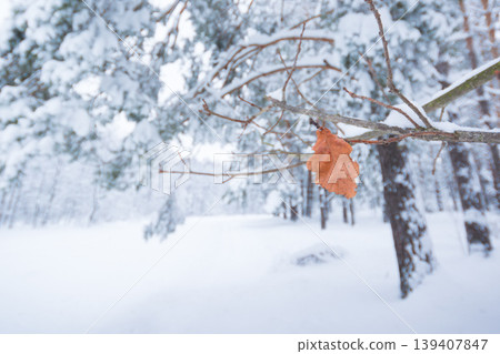 Lonely yellow oak leaf on a branch in late autumn or early winter against beautiful old pine treas under the snow Lonely yellow oak leaf on a branch in late autumn or early winter against beautiful old pine treas under the snow 139407847