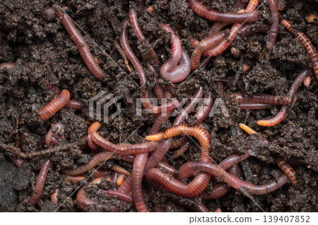 Red worms in a can Red worms in a can 139407852