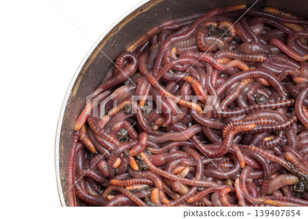 Red worms in a can Red worms in a can 139407854