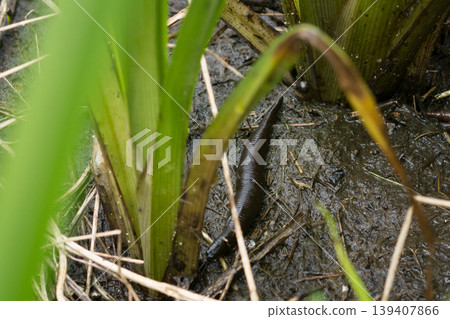A leech on a swamp with green plants A leech on a swamp with green plants 139407866