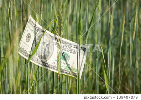 One hundred US dollar banknote in the field of rye One hundred US dollar banknote in the field of rye 139407879