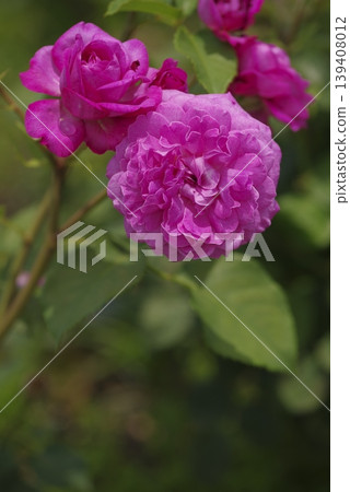 Pink roses are in bloom in the rose garden. The name of this rose is Finesse. Pink roses are in bloom in the rose garden. The name of this rose is Finesse. 139408012