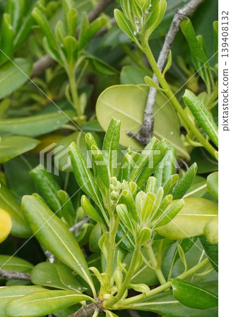 Pittosporum tobira flowers, April 2026 Pittosporum tobira flowers, April 2026 139408132