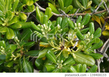 Pittosporum tobira flowers, April 2026 Pittosporum tobira flowers, April 2026 139408133