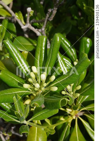 Pittosporum tobira flowers, April 2026 Pittosporum tobira flowers, April 2026 139408136