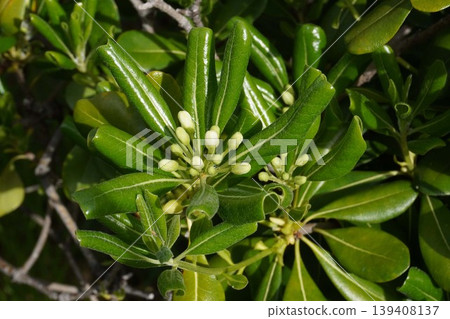 Pittosporum tobira flowers, April 2026 Pittosporum tobira flowers, April 2026 139408137