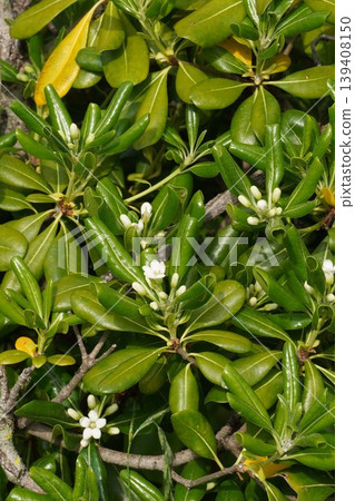 Pittosporum tobira flowers, April 2026 Pittosporum tobira flowers, April 2026 139408150