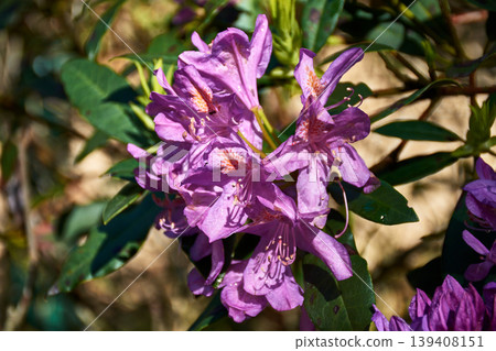 A detailed close up of a vibrant purple rhododendron flower in full bloom A detailed close up of a vibrant purple rhododendron flower in full bloom 139408151