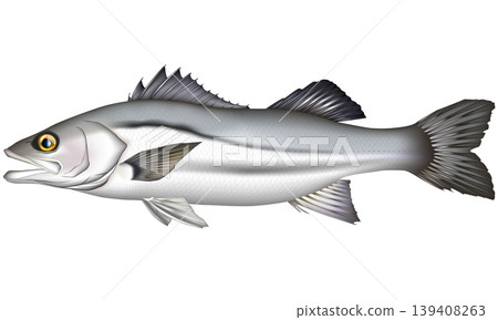 魚類插圖：「海鱸魚」（鈴木）- 側視圖，向量格式，白色背景（單張圖片） 139408263