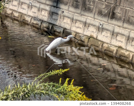 Little egret looking for food in the river Little egret looking for food in the river 139408268